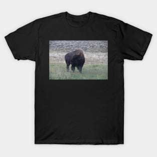 Bison in the rain T-Shirt